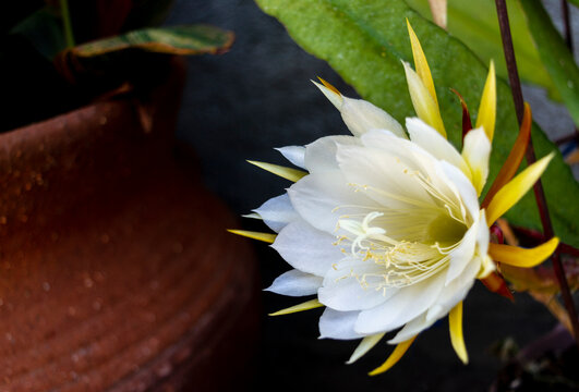 Flor blanca
