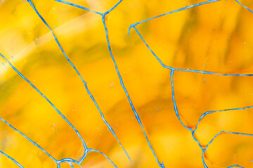 Blue Lines On A Golden Agate