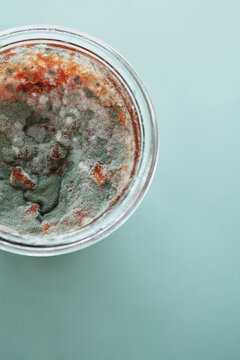 Moldy 