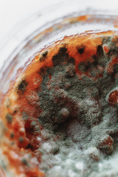Moldy 