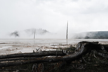 Dead trees in fog at Yellowstone National Park. 