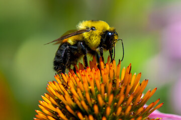 bee on a flower