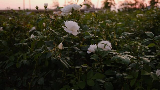 Wide Angle Shot Of A White Rose Bush At Eventide. Windy Weather Scene.