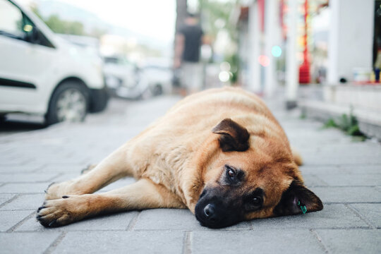 Cute stray dog lay on the street