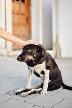 Street dog with paralysed hind paws 