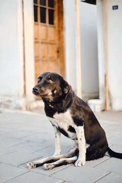 Street dog with paralysed hind paws 