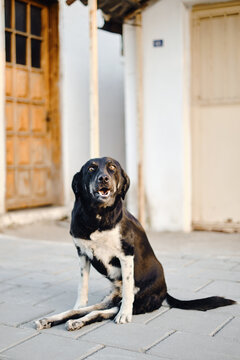 Street dog with paralysed hind paws 