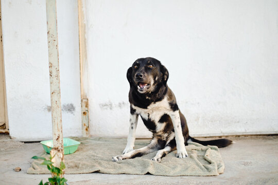 Street dog with paralysed hind paws 