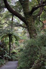 Rainforest path in the Wellington Botanical Gardens New Zealand 