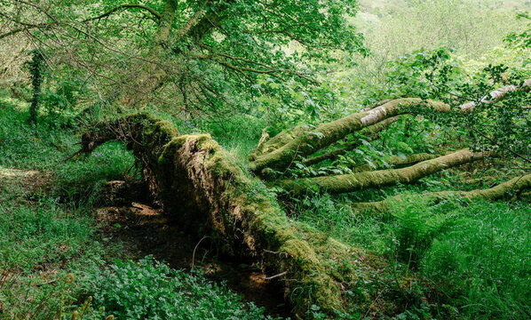 Fallen tree