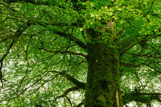 Tree canopy