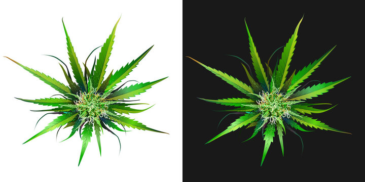 Ripe green bud of cannabis, marijuana, vector realistic image