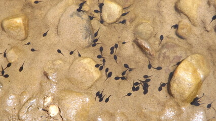 Tadpoles in the river - baby frogs
