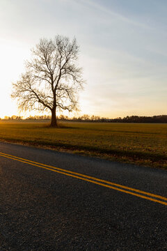 Empty Road Landscape with double lines and single tree 