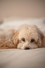 Miniature maltipoo on a bed