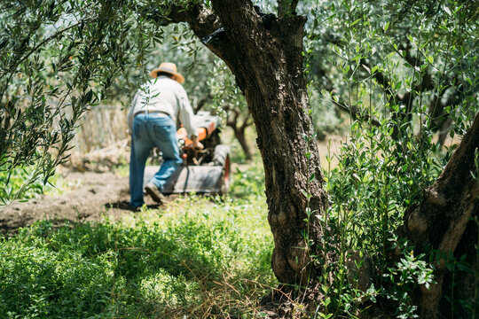 A Man Walks Away in his Vegetable Patch