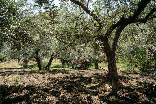 A Man Cultivating Olive Trees with Tractor