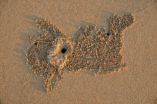 Sand bubbler crabs on a sandy beach in Mandvi, India