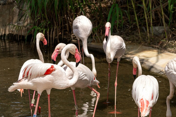 A flock of pink flamingos stands in the water of an artificial reservoir. Focus on the birds up front.