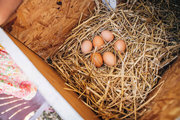 Eggs in straw nest in chicken coop