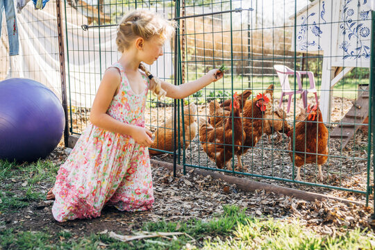 Girl feeding chickens in yard