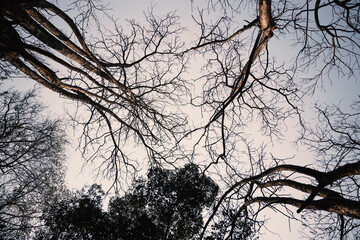 Tree branches without leaves in Autumn season, Nature background Silhouette