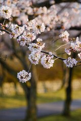 Beautiful branch of cherry tree