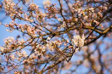 Cherry blossoming brunch against blue sky