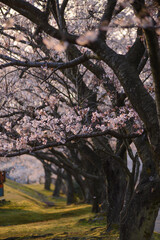 Alley of cherry trees