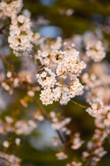 Blossoming cherry brunch shallow focus