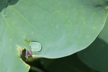 연꽃잎 가장자리 물방울