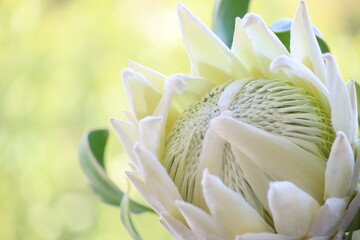 Closeup white protea flower