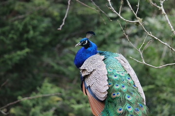 Obraz premium peacock with feathers at Staglands Wildlife Park, New Zealand 