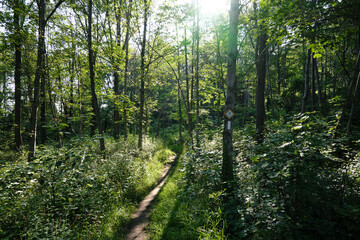 forest in the morning