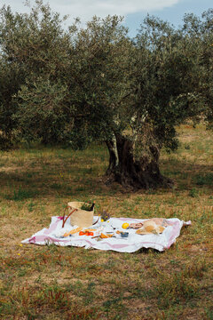 blanket prepared for the picnic
