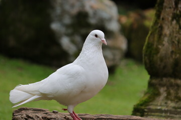 Snow white dove on the ground