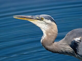 Great Blue Heron is fishing near the shore in Esquimalt lagoon, Victoria BC