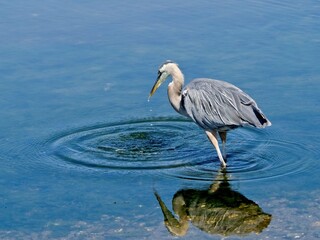 Great Blue Heron is fishing near the shore in Esquimalt lagoon, Victoria BC