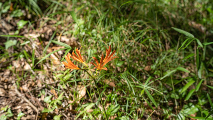 日本の山林に咲くキツネノカミソリの花。