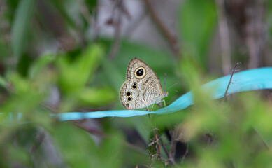 butterfly on a green leaf