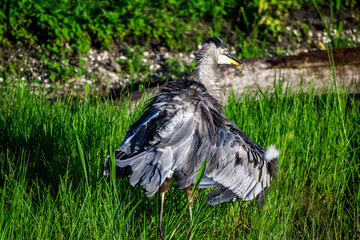fluffy blue heron walking in the tall swamp grass
