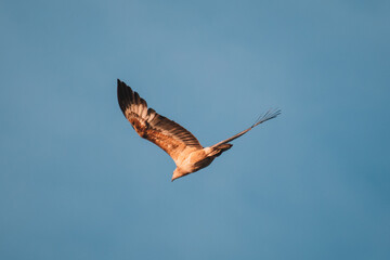 Immature white-bellied Sea Eagle flying in the sky. 