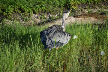 fluffy blue heron walking in the tall swamp grass