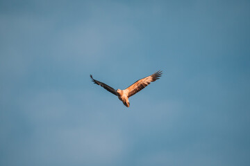 Immature white-bellied Sea Eagle flying in the sky. 