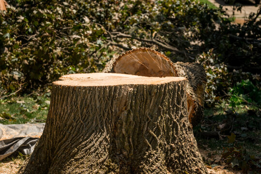 Tree stump from a cut-down tree