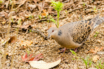 Small pigeon feeding on insects in the gardens of Changdeokgung Palace in Seoul