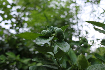 Fototapeta premium leaves on a tree