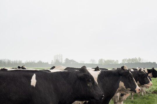 Herd of Cows aligned