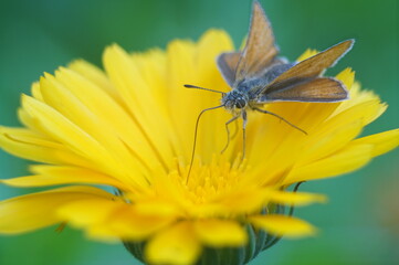 Photo of a flower with a butterfly. Orange calendula flower. The butterfly is dark red with a gray border. Butterfly-moth. Green blurred background.