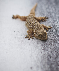Horse river lizard sunset colors